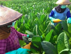 Dorong Pertanian Jadi Pilar Ekonomi: Butuh Dukungan Kebijakan yang Sigap