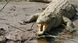 Habitat Buaya Mengungkap Misteri di Balik Teka teki Populer