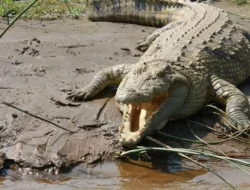 Habitat Buaya: Mengungkap Misteri di Balik Teka-teki Populer 6 Habitat Buaya: Mengungkap Misteri di Balik Teka-teki Populer