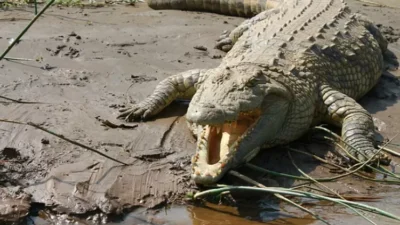 Habitat Buaya Mengungkap Misteri di Balik Teka teki Populer