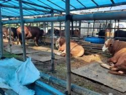 Krisis Sapi Bali Ancam Pelaksanaan Kurban di Ciracas 4 Krisis Sapi Bali Ancam Pelaksanaan Kurban di Ciracas