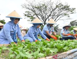 Lanud Husein Sastranegara Sukses Produksi Sayur Berkualitas Tinggi untuk MBG