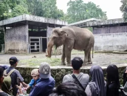 Peningkatan Kunjungan Wisatawan Ragunan Capai 44 Ribu di Libur Waisak 5 Peningkatan Kunjungan Wisatawan Ragunan Capai 44 Ribu di Libur Waisak