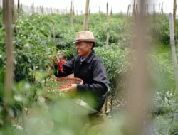 Petani Sukses: Rahasia Panen Melimpah Lewat Benih Unggul dan Teknologi