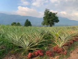 Sumatera Selatan: Kabupaten Terluasnya Setengah Jawa Barat, Bumi Nanas Menawan