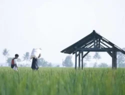 Transparansi Pupuk Subsidi: BAKN DPR Tekankan Pentingnya Pengawasan Distribusi