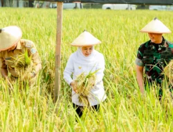 Sukses Ternak Integrasi TNI Lamongan: Produksi Padi Melonjak 8 Ton