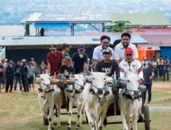 Derap Sapi Duyu: Kisah Pemuda, Karapan Liar, dan Mimpi Besar