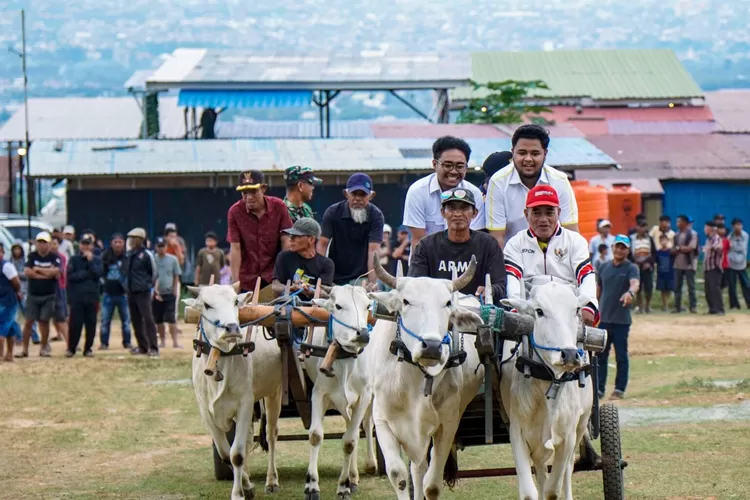 Derap Sapi Duyu Kisah Pemuda Karapan Liar dan Mimpi Besar